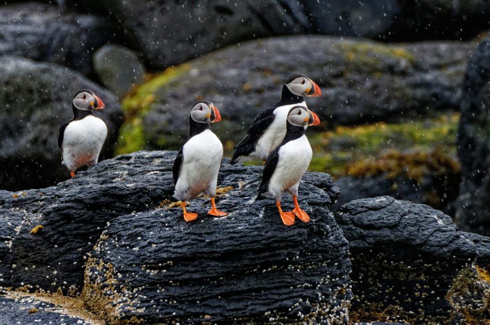 Westman islands iceland